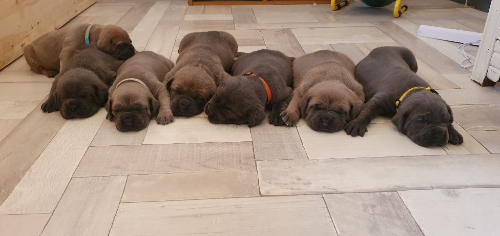 chiot Cane Corso Du Royaume Des Princes