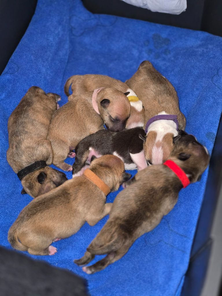 Chiot Bull Terrier Miniature Du Royaume Des Princes