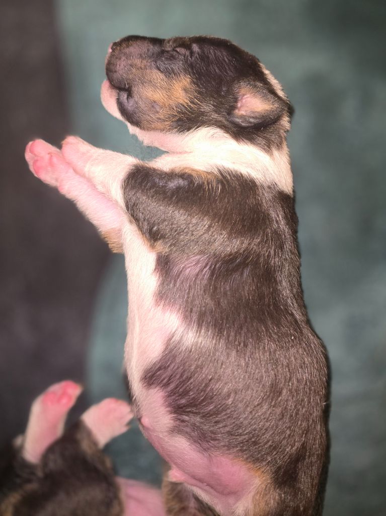 Du Royaume Des Princes - Chiots disponibles - Bull Terrier Miniature