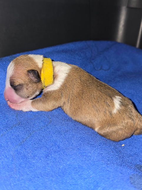 CHIOT 5