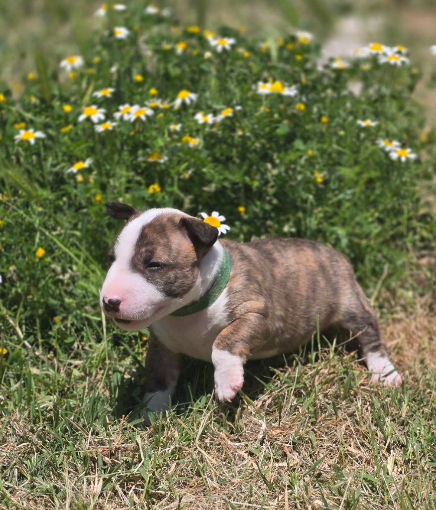 Du Royaume Des Princes - Chiots disponibles - Bull Terrier Miniature