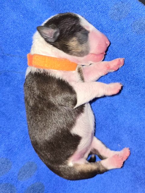 CHIOT 3