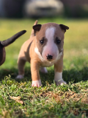 CHIOT 5