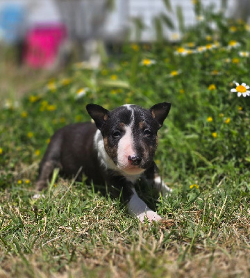 CHIOT 1