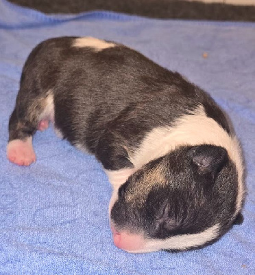 CHIOT 6