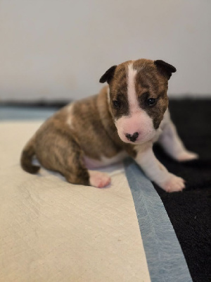 CHIOT 3