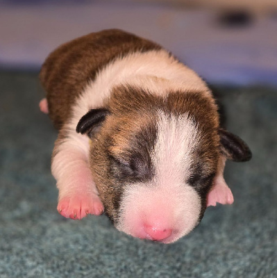 CHIOT 4