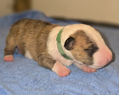 CHIOT 2