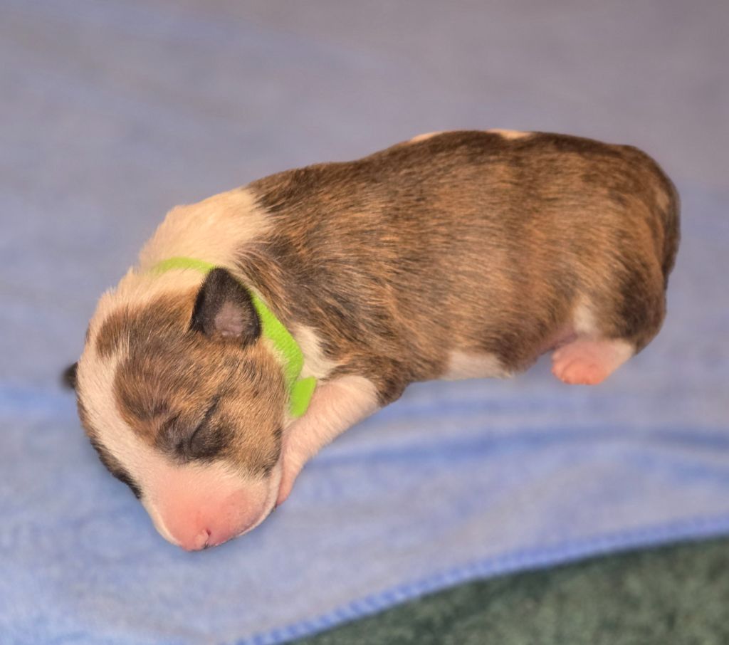 Du Royaume Des Princes - Chiots disponibles - Bull Terrier Miniature