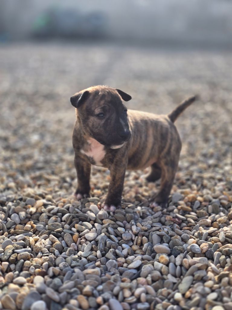 Du Royaume Des Princes - Chiots disponibles - Bull Terrier Miniature