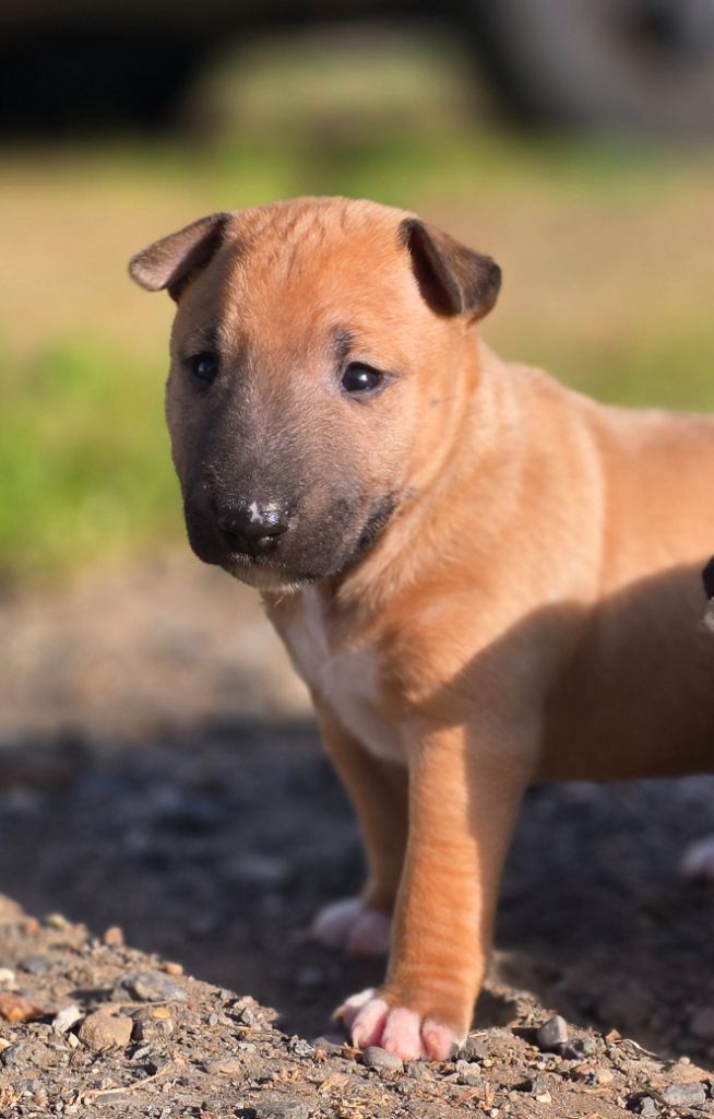 Du Royaume Des Princes - Chiots disponibles - Bull Terrier Miniature