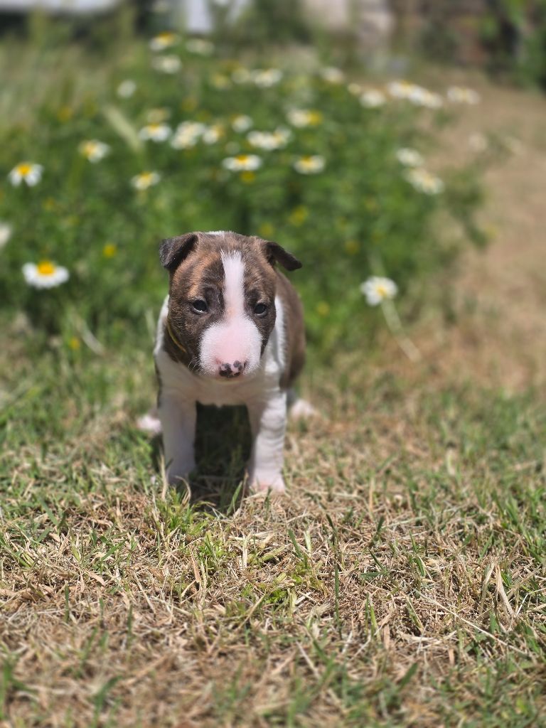 Du Royaume Des Princes - Chiots disponibles - Bull Terrier Miniature