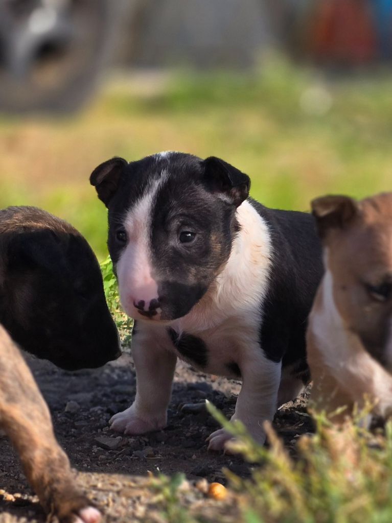 Du Royaume Des Princes - Chiots disponibles - Bull Terrier Miniature
