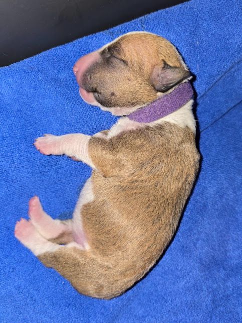CHIOT 4