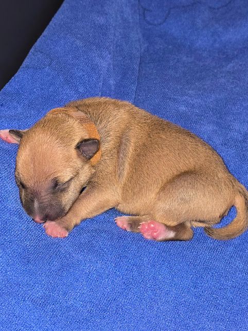 CHIOT 1