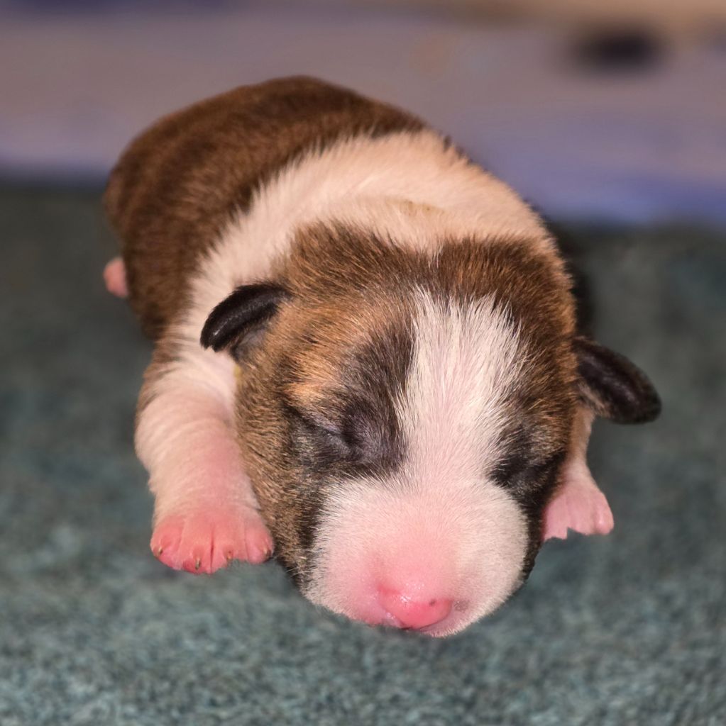 Du Royaume Des Princes - Chiots disponibles - Bull Terrier Miniature