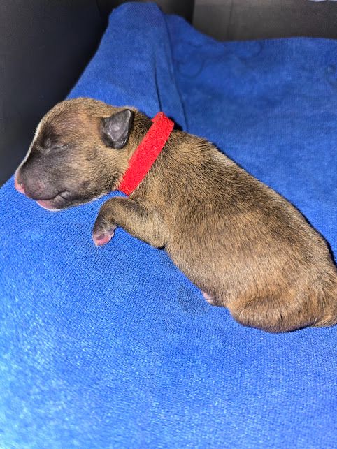CHIOT 2