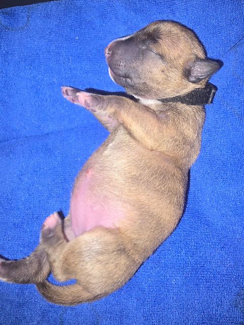 CHIOT 6