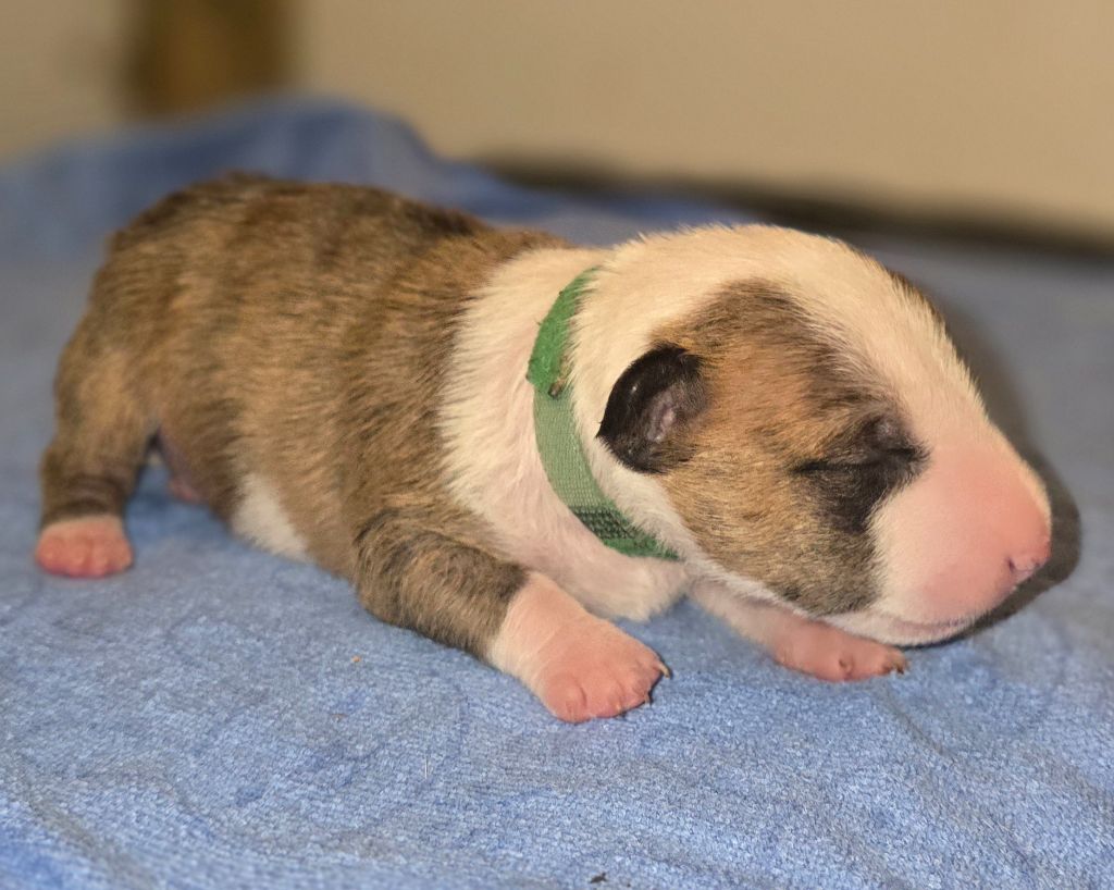 Du Royaume Des Princes - Chiots disponibles - Bull Terrier Miniature