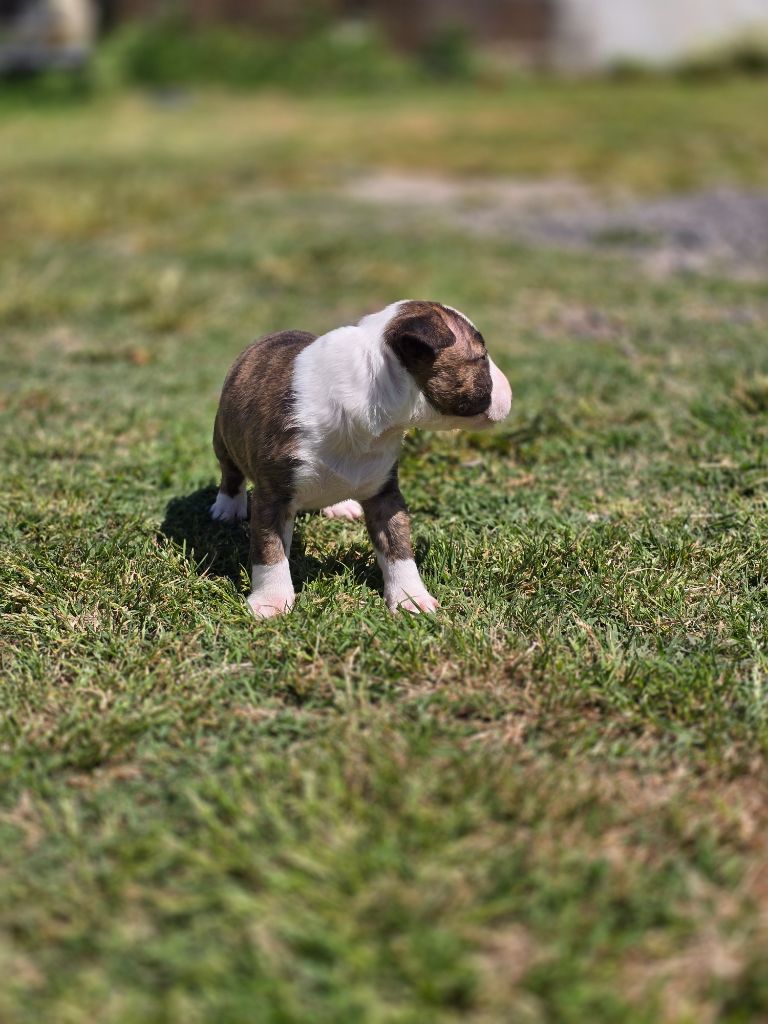 Du Royaume Des Princes - Chiots disponibles - Bull Terrier Miniature